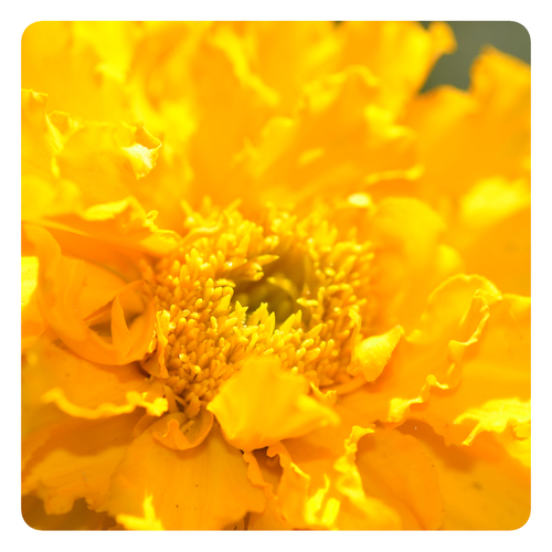 Yellow flower inside white frame