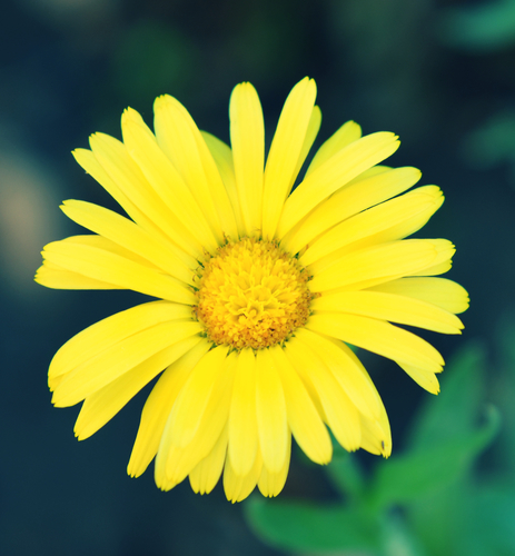 Gele bloem in de natuur