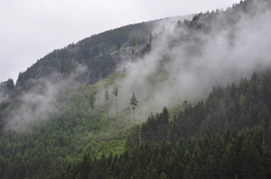 Niebla sobre selva