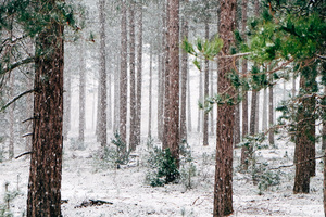 Nieve en el bosque