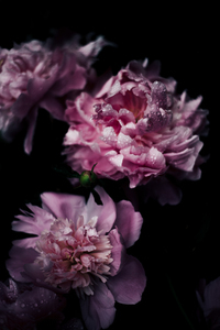 Flores rosadas con gotas