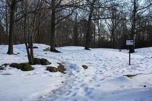 Paisaje de bosque de invierno