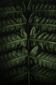 Зеленые листовые филиал изображение