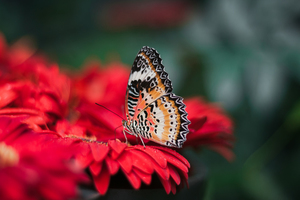 Vlinder op een bloem in close-up