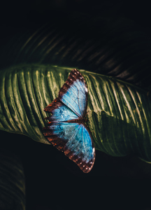 Papillon bleu sur une grande feuille