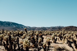 Plantas de cactus en el desierto