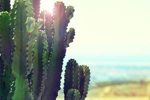 Cactus en el sol