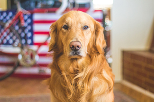 Hond en Amerikaanse vlag