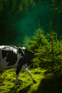 Корова у сосен