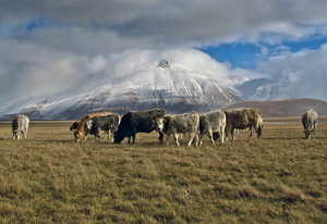 Cattle in the meadow