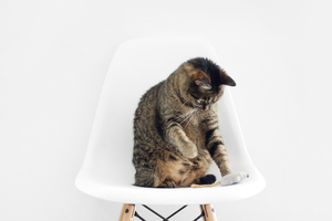 Kat op een stoel