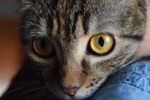 De ogen van de kat van dichtbij