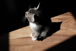 Kat in een zonnige patch