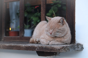 Faire la sieste près de la fenêtre de chat
