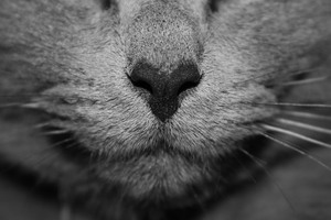 Cat's nose