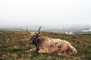Bovine resting in the field