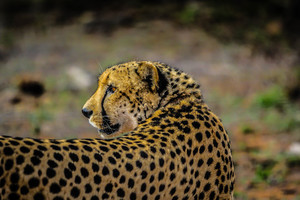 Försiktiga Cheetah