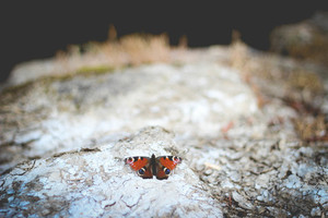 Mariposa sobre una roca
