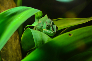 Chameleon su una pianta