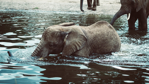 Alegre elefante bebé