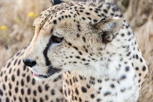 Cheetah i närbild