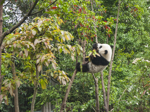 Bir ağaçta panda