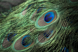 Peacock ' s Feather