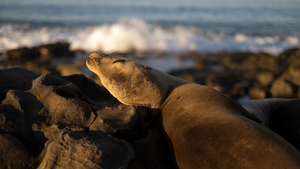 Chilling sea lion