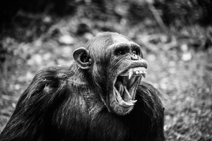 Yawning ape
