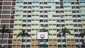 Palms and basketball court