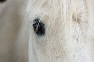 Witte paarden oog