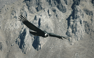 Uccello preda in un volo