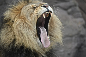 Lion mâle de bâillement