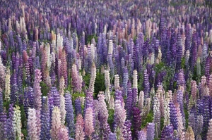 Colorful lupine towers