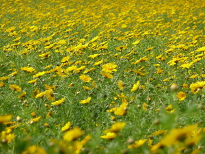 Желтые поля