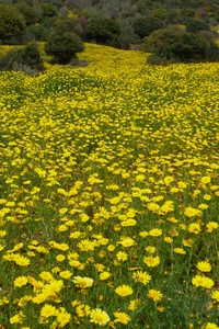 Vegetación de flores amarillas