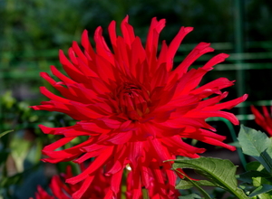 Георгин красный цветок