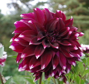 Flor de Dalia de color púrpura oscuro
