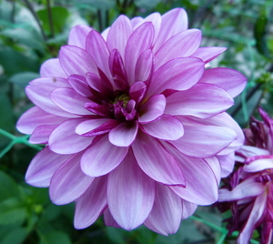 Фиолетовый цветок георгин