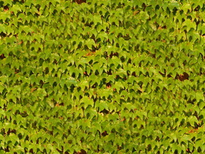 Текстура листьев