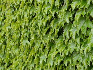 Стена листьев плюща