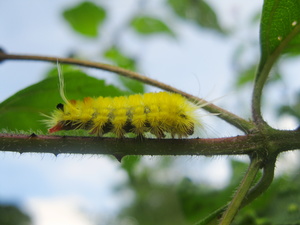 Caterpillar pe o frunză
