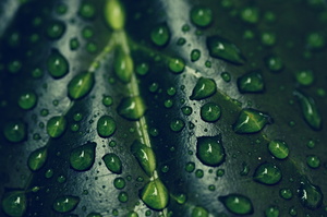 Gotas de água em uma folha