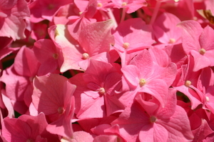 Fotos macro de flores rosadas