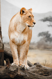 Львица изображение