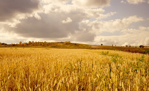 Campos de trigo