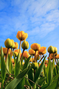 Желтые тюльпаны и небо
