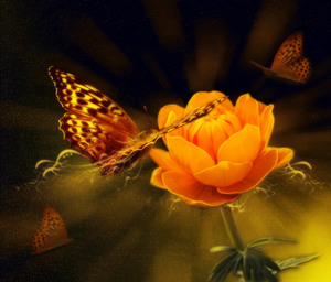 Mariposas y una flor