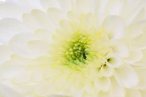 Макро фото цветка