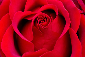 Foto macro de color de rosa rojo